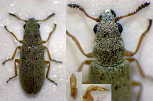 Danacea nigritarsis nigritarsis